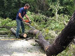 Professional Tree Care  in Greencastle, PA